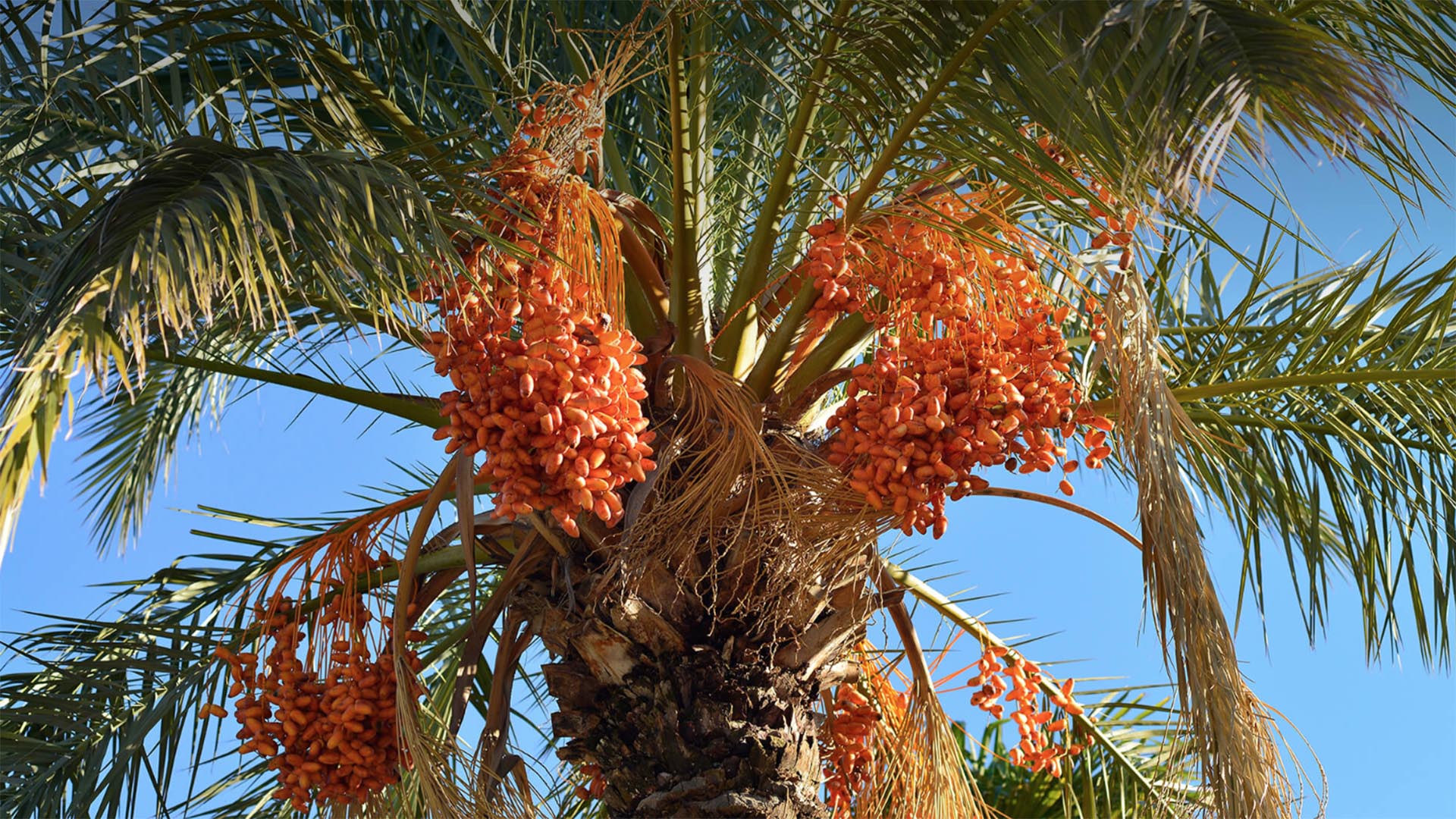 Small wild date palm(Phoenix pusilla Gaertn.)